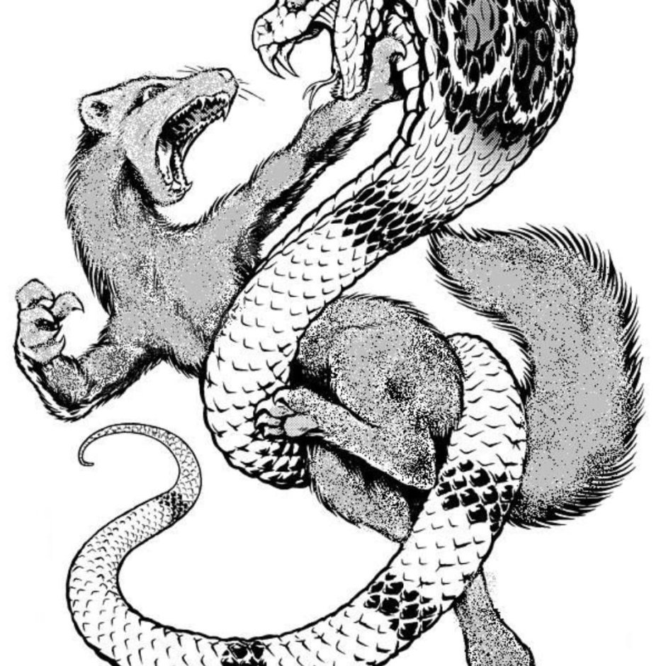 Индийский Мангуст и Кобра