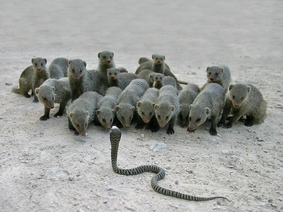 Гремучая змея против мангуста