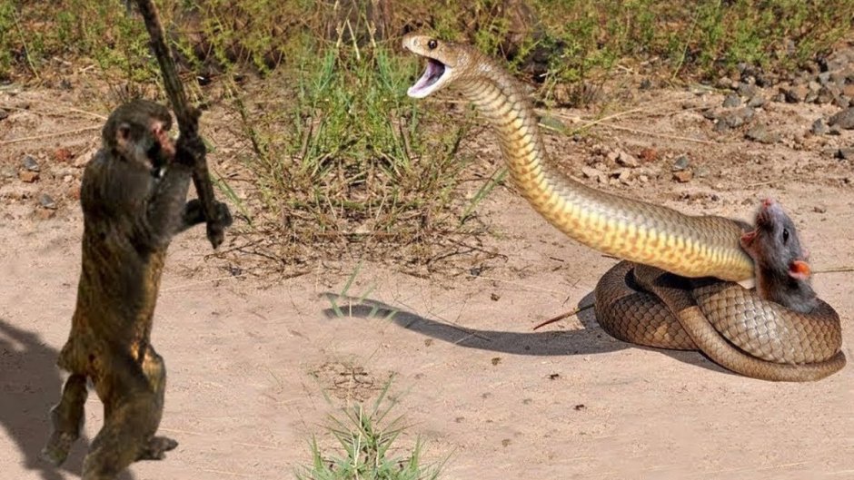 Королевская Кобра против мангуста