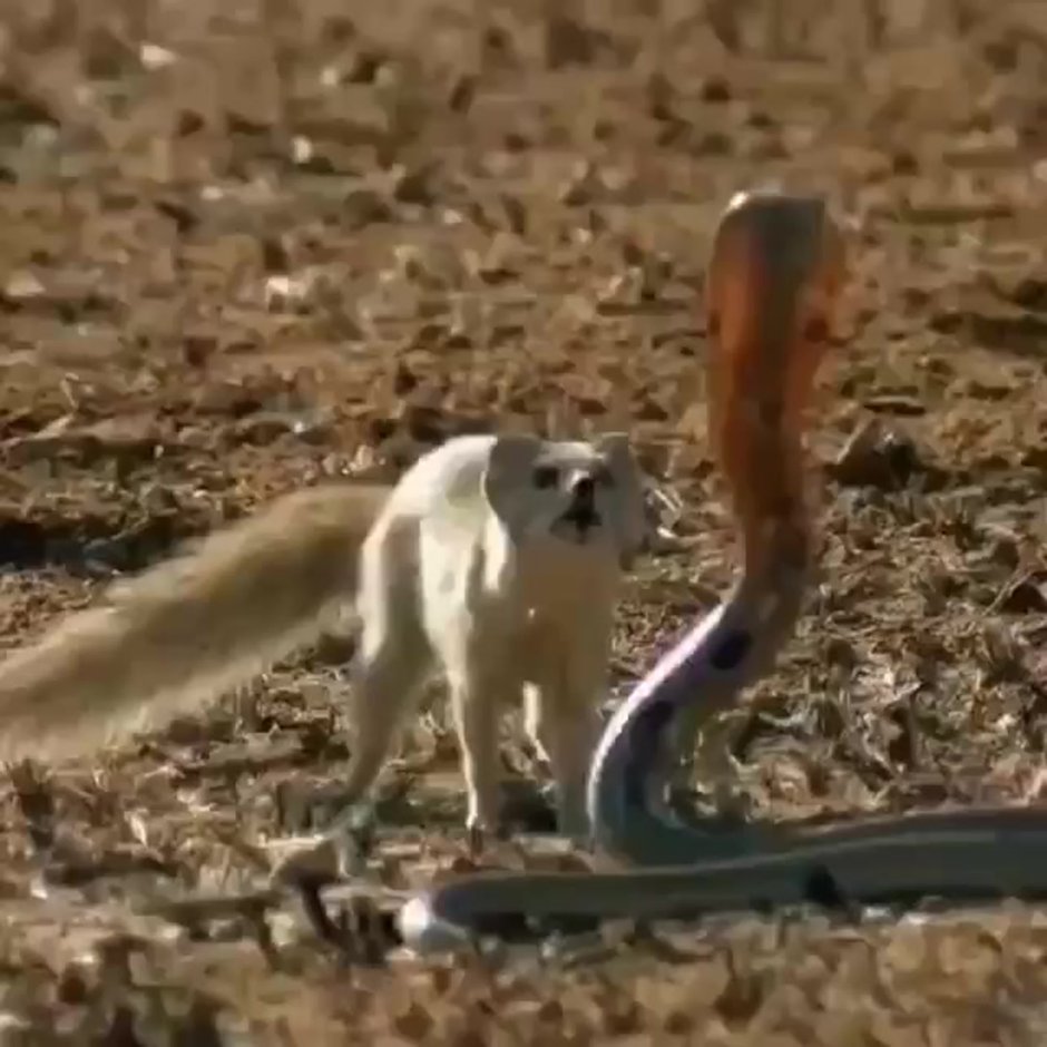 Белохвостый Мангуст