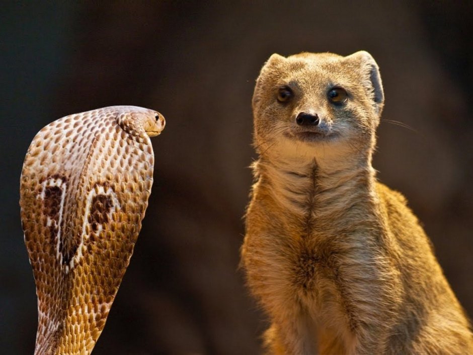 Тату Мангуст и Кобра