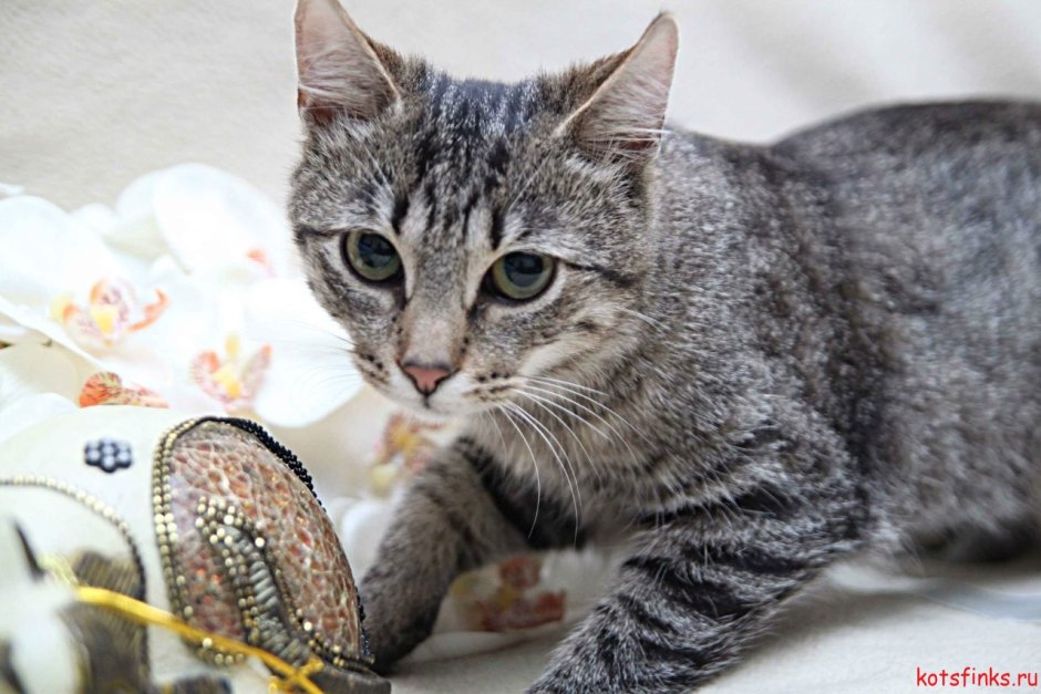 Европейская короткошерстная кошка