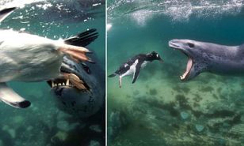Эволюция морского леопарда