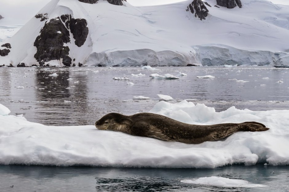 Seal Footage