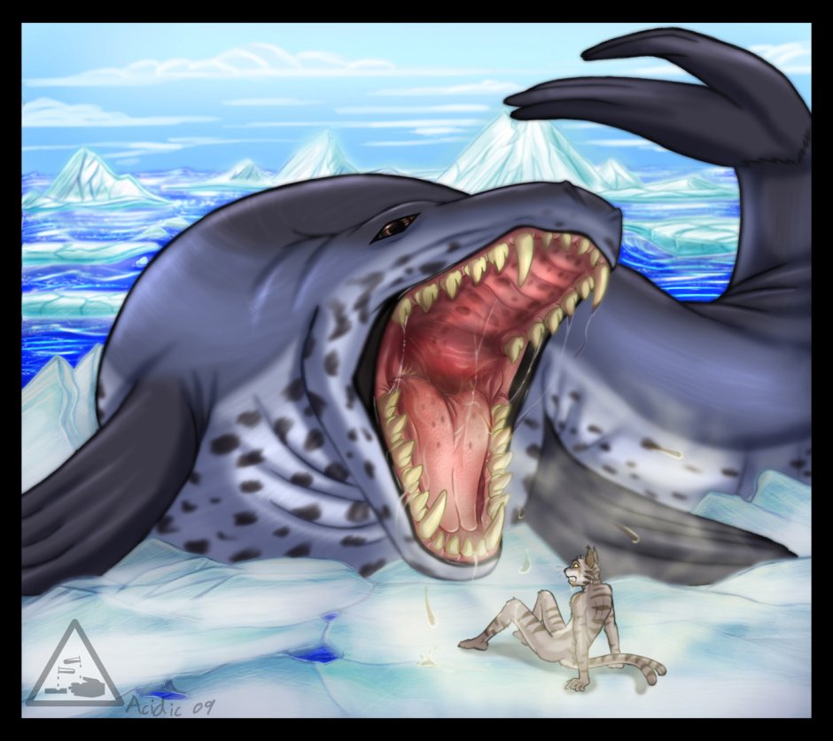 Vore морской котик