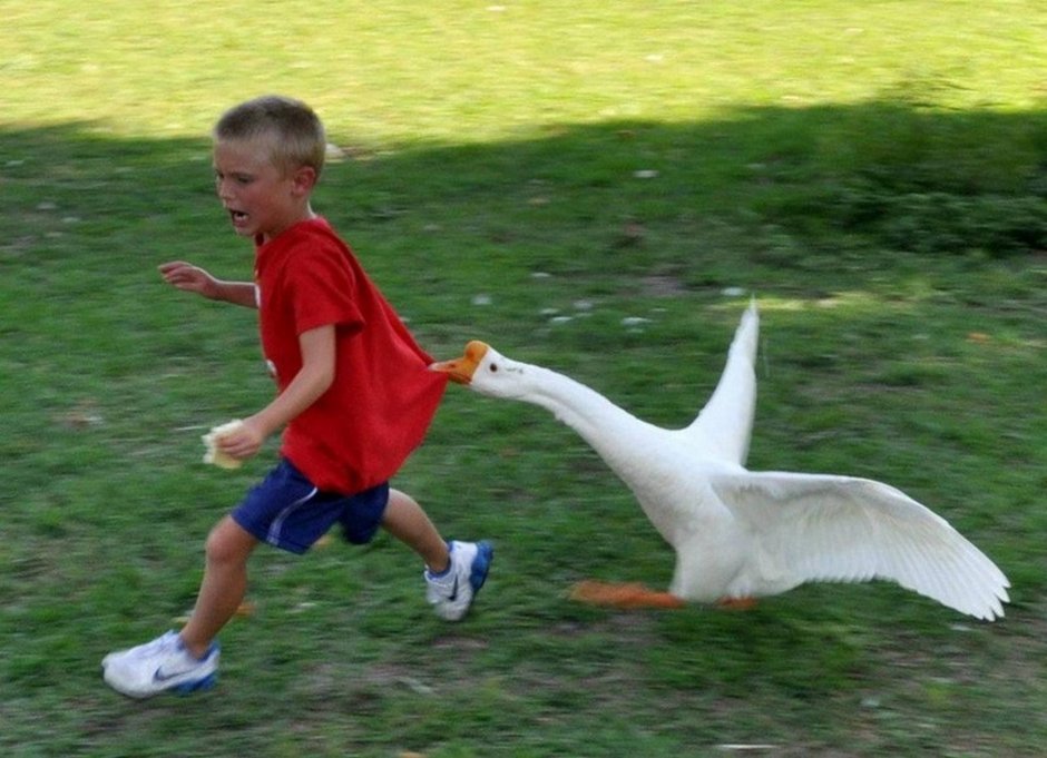 Клюв гуся