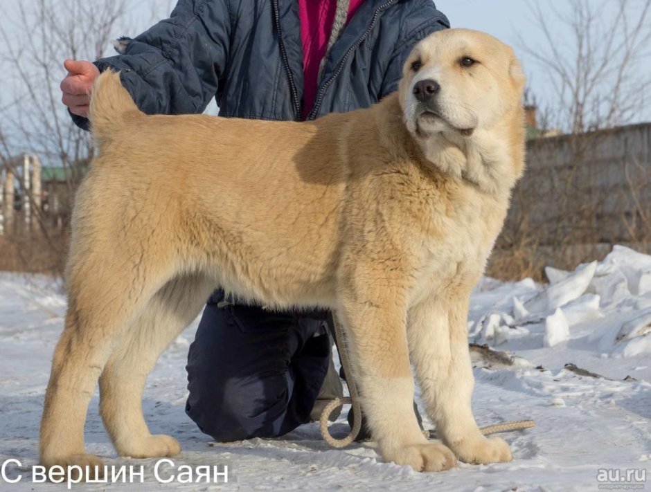 Алабай рыжий