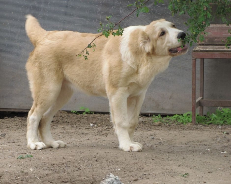 Алабай Амир 3637108