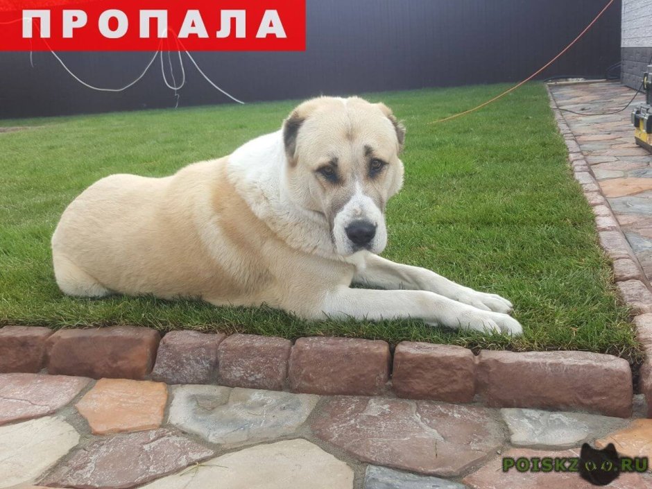Среднеазиатская овчарка