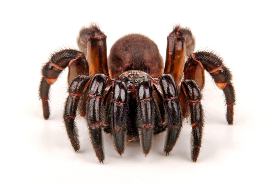 Паук Cyclocosmia ricketti
