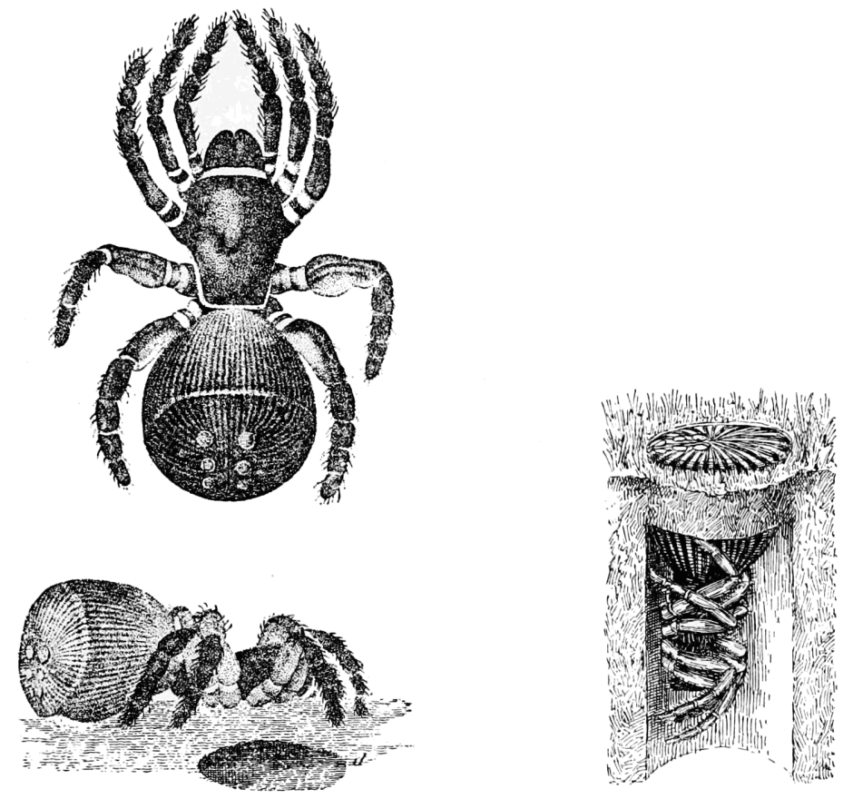 Паук Cyclocosmia ricketti