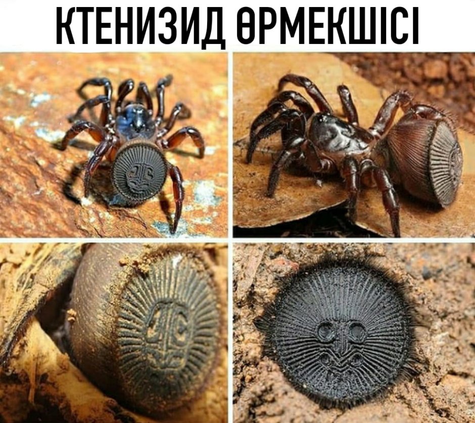 Паук ктенизид