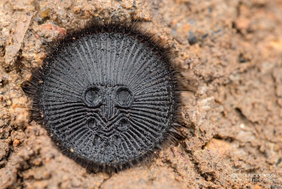Cyclocosmia truncata паук Циклокосмия