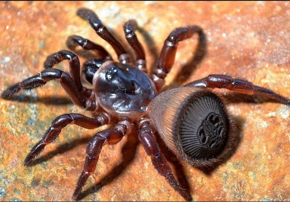 Cyclocosmia truncata паук Циклокосмия