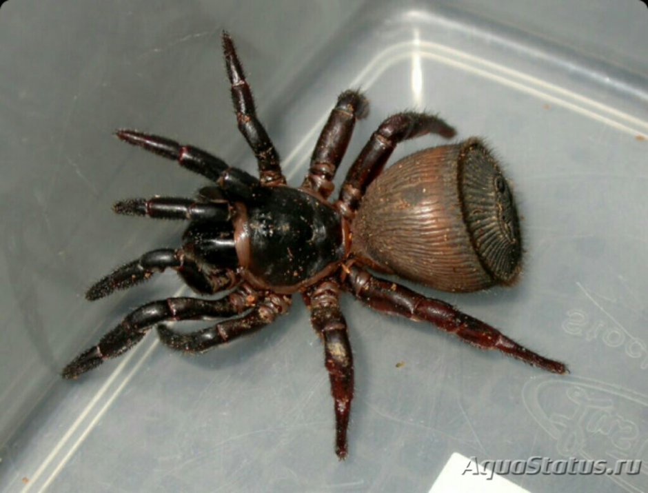 Liphistius malayanus