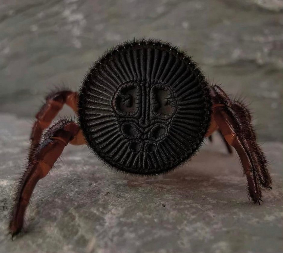 Паук Cyclocosmia ricketti