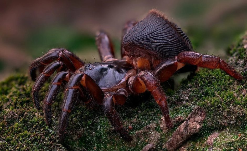 Cyclocosmia truncata паук Циклокосмия