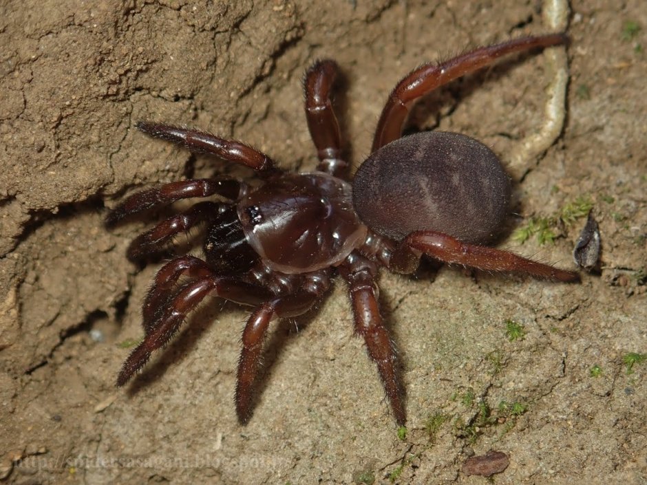 Ctenizidae глаза