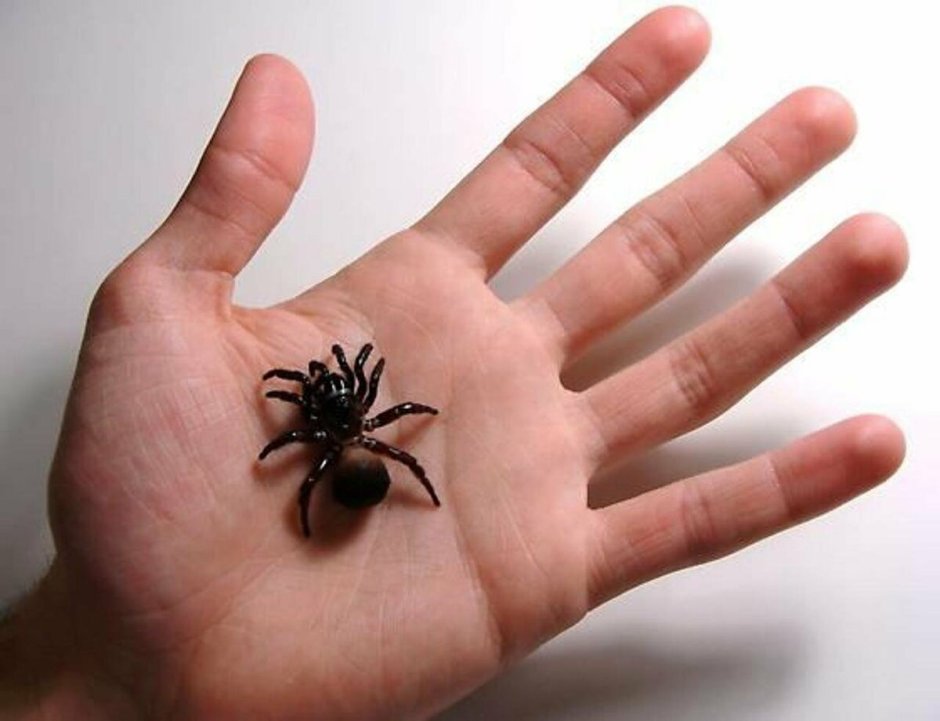 Cyclocosmia truncata паук Циклокосмия