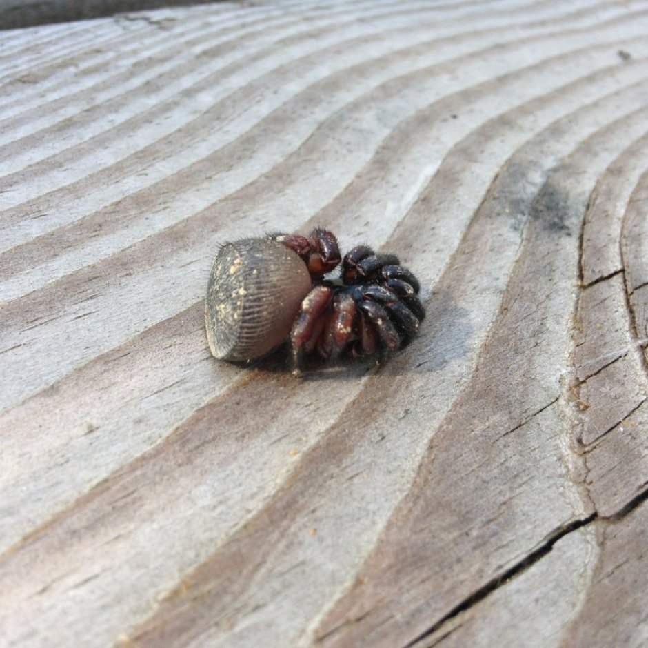 Chinese Trapdoor Spider