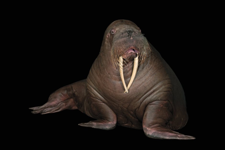 Лаптевский морж
