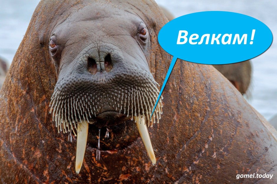 Смешной морж