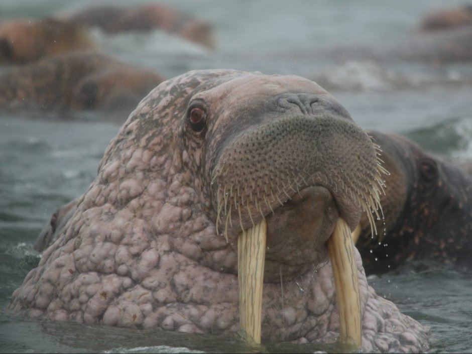 Кит и морж