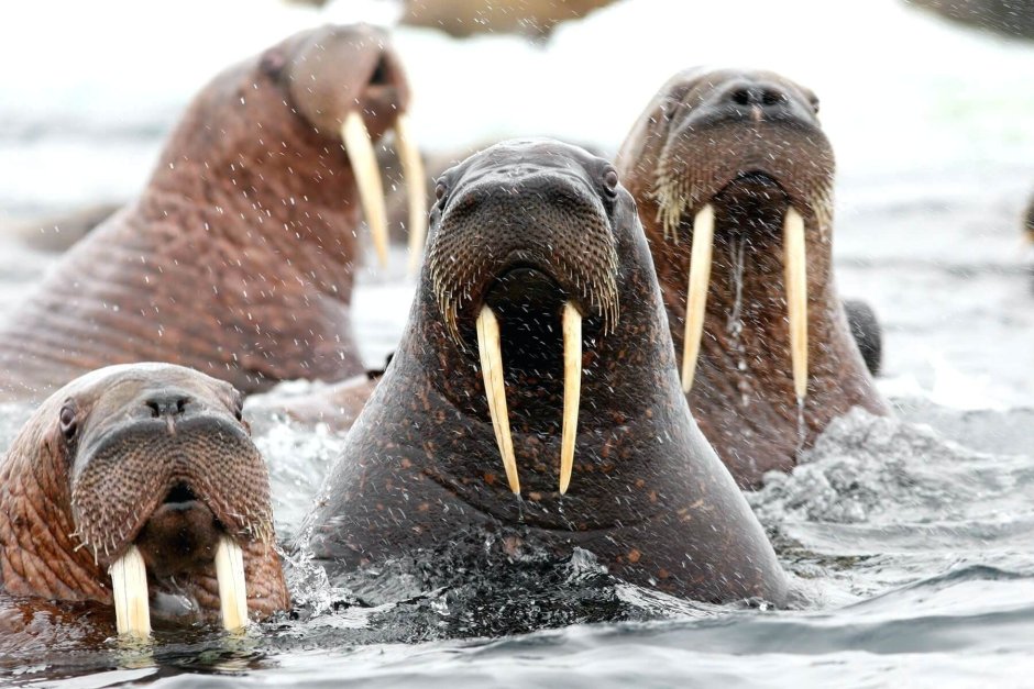 Тихоокеанский морж (Odobenus rosmarus divergens)