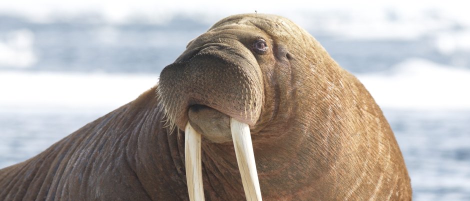 Тихоокеанский морж (Odobenus rosmarus divergens)