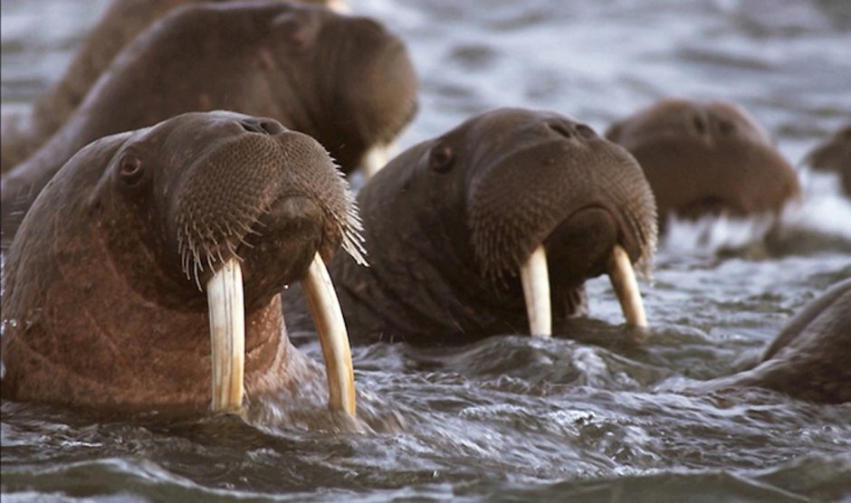 Морж National Geographic