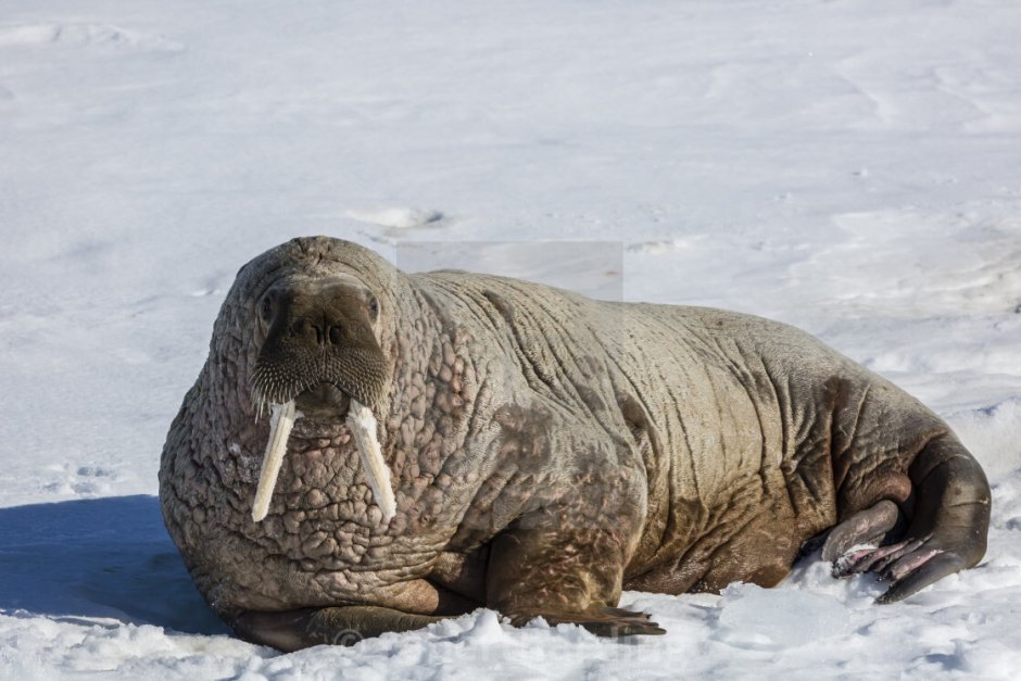 Тихоокеанский морж (Odobenus rosmarus divergens)