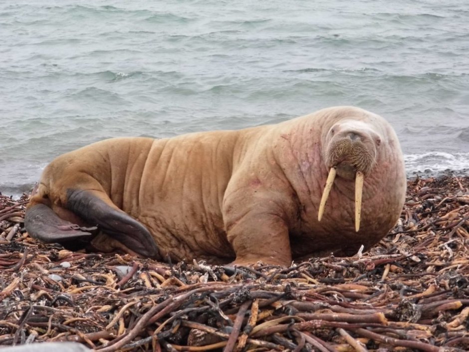Морж (Odobenus rosmarus)