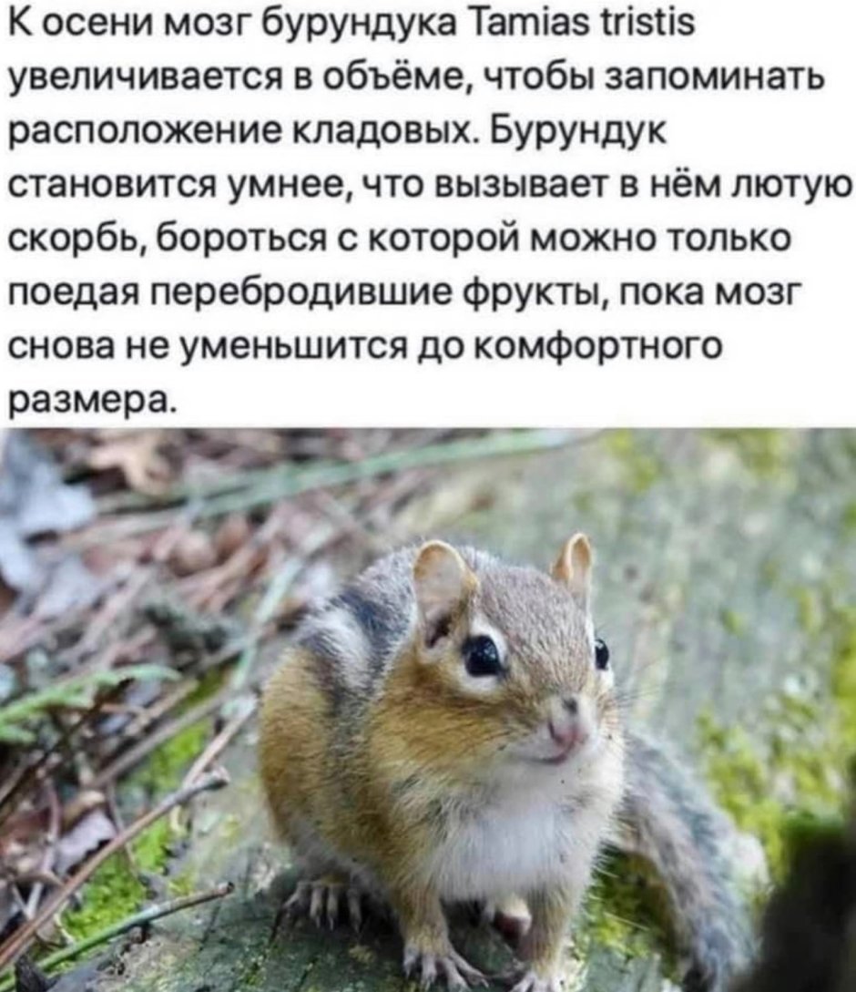 Мозг бурундука