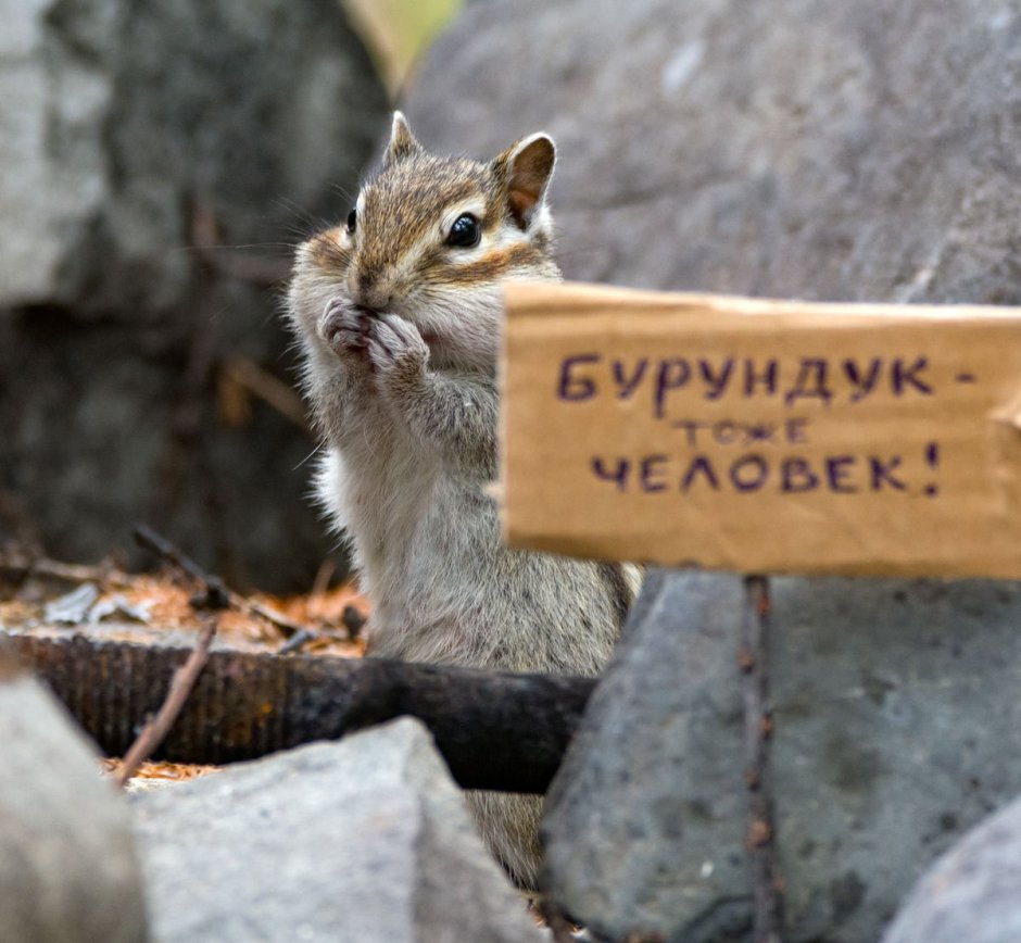 Бурундук прикол
