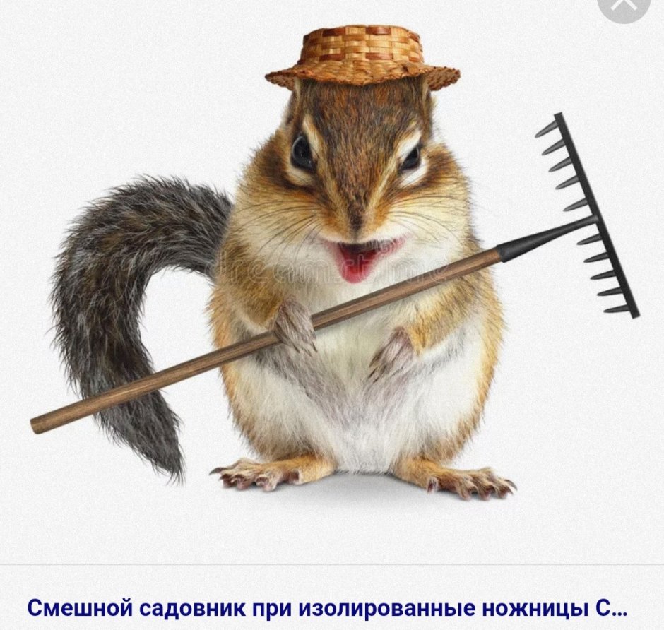 Белка какает