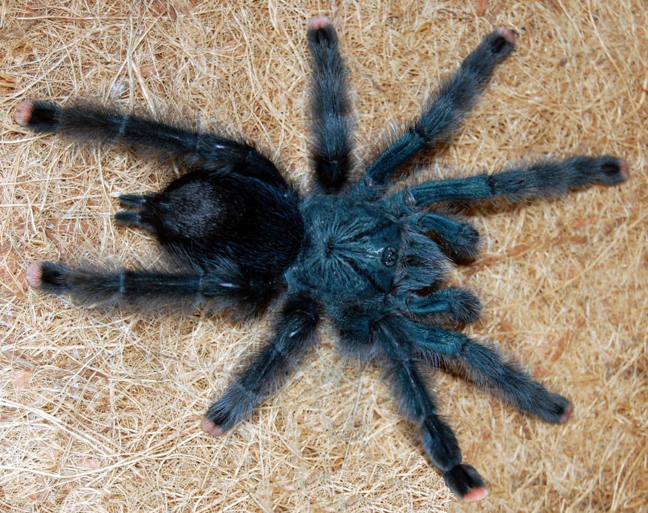 Паук птицеед Avicularia