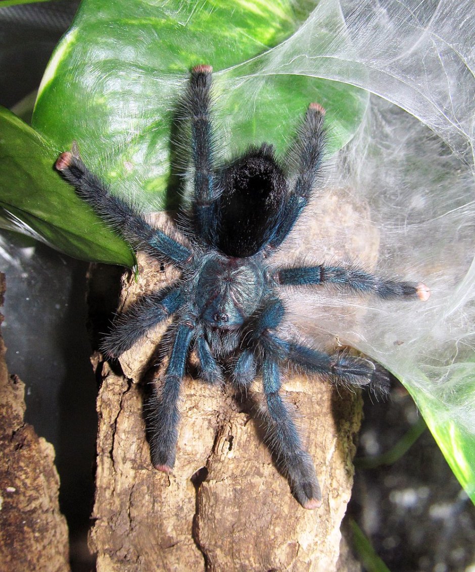 Avicularia Laeta