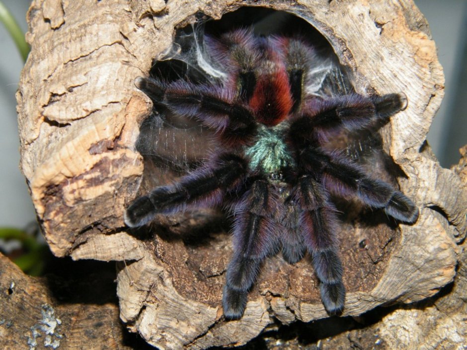 Avicularia Avicularia