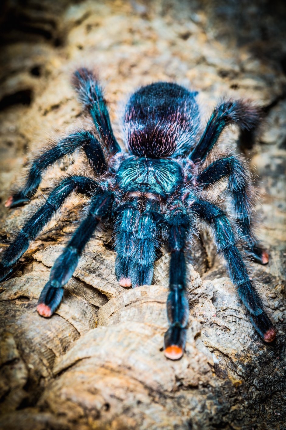 Avicularia MINATRIX нимфы