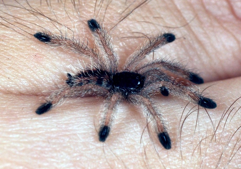 Avicularia Avicularia