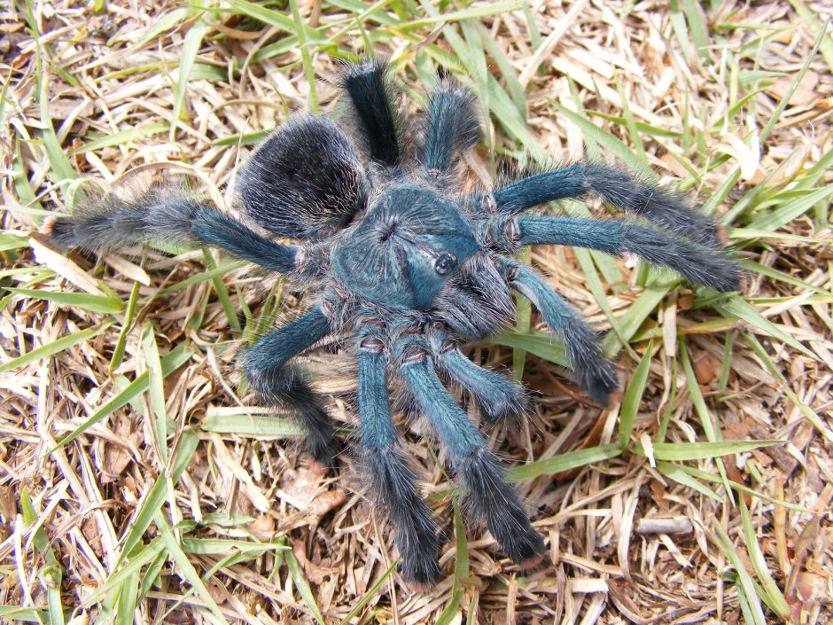 Авикулярия герольди (Avicularia Geroldi)