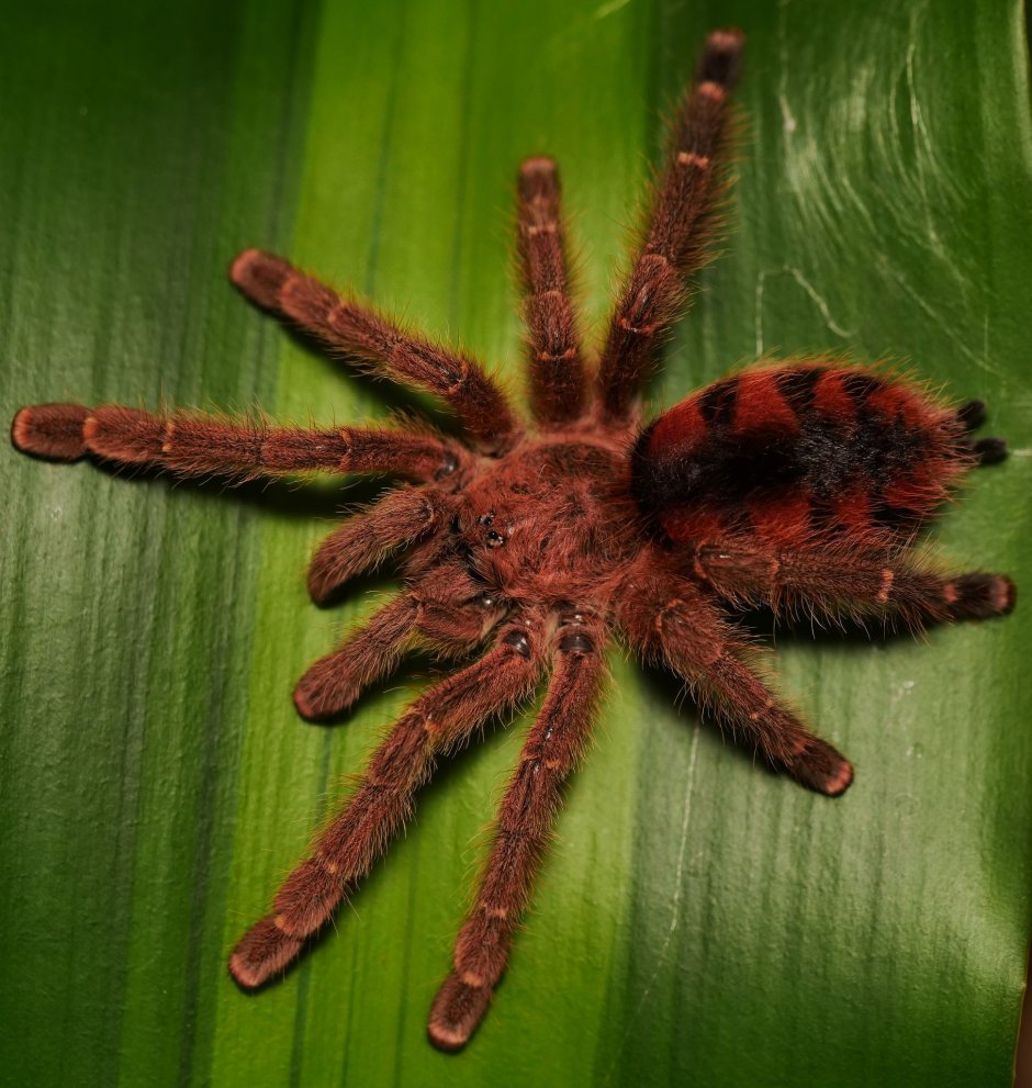Avicularia versicolor (Авикулярия версиколор)