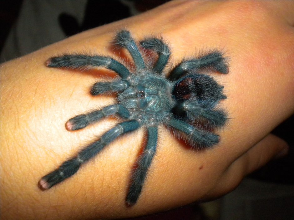 Паук птицеед Avicularia versicolor