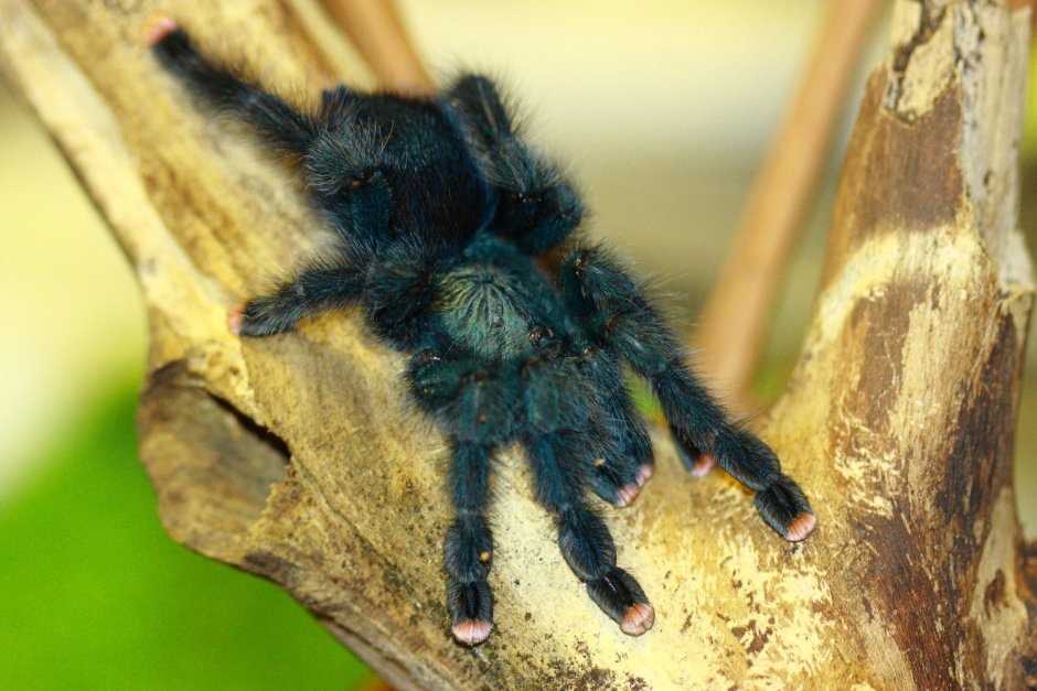 Авикулярия герольди (Avicularia Geroldi)