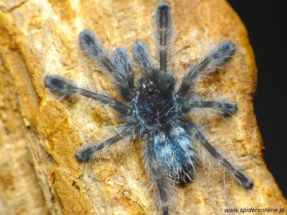 Паук птицеед Avicularia versicolor
