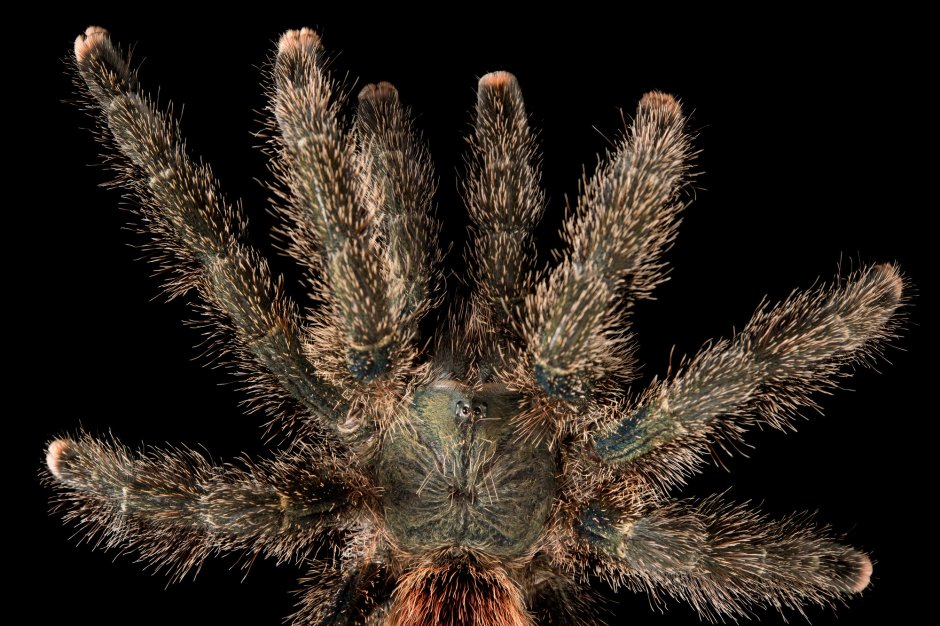 Avicularia Urticans