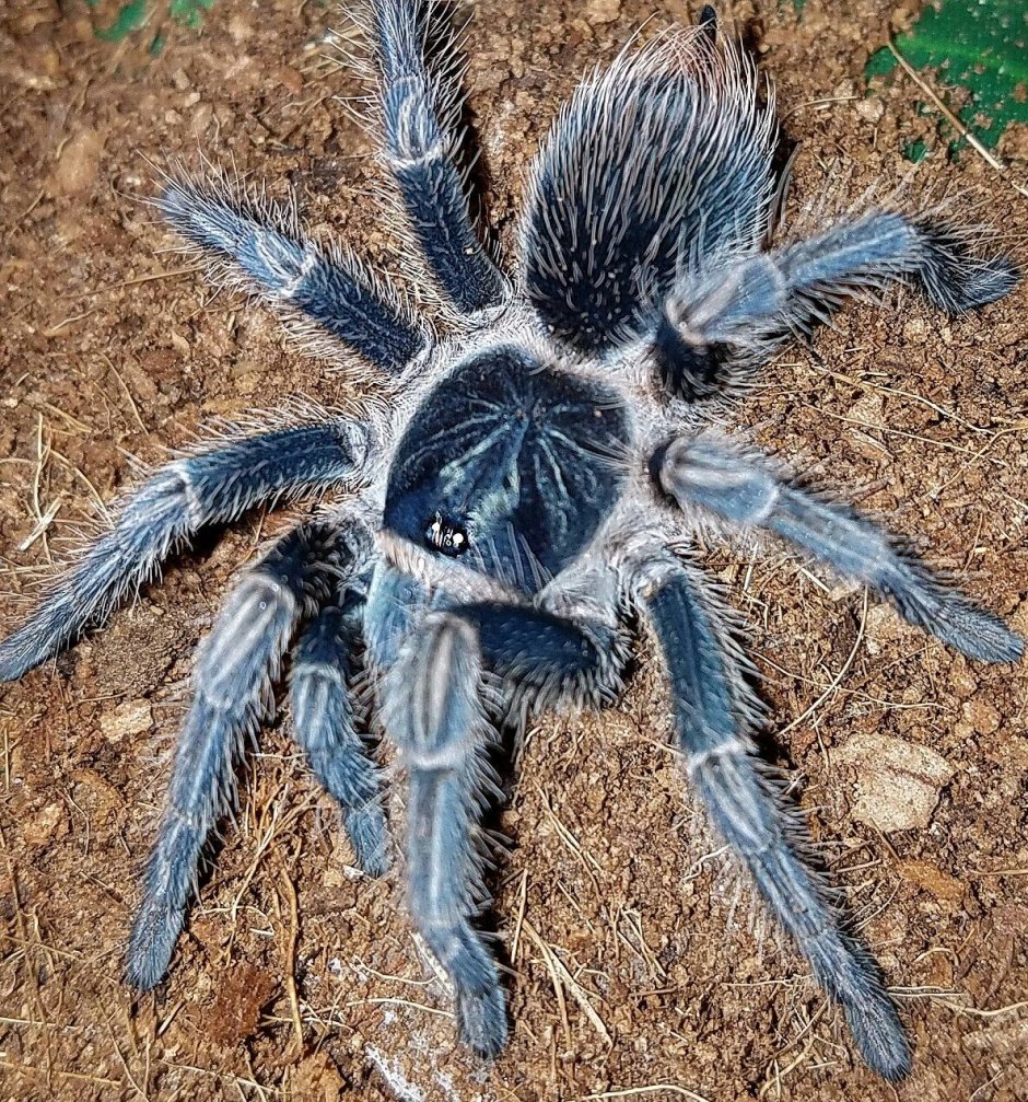 Caribena versicolor ex. Avicularia versicolor