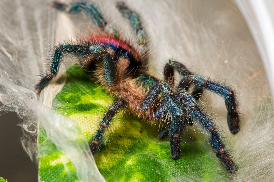 Паук птицеед Avicularia versicolor