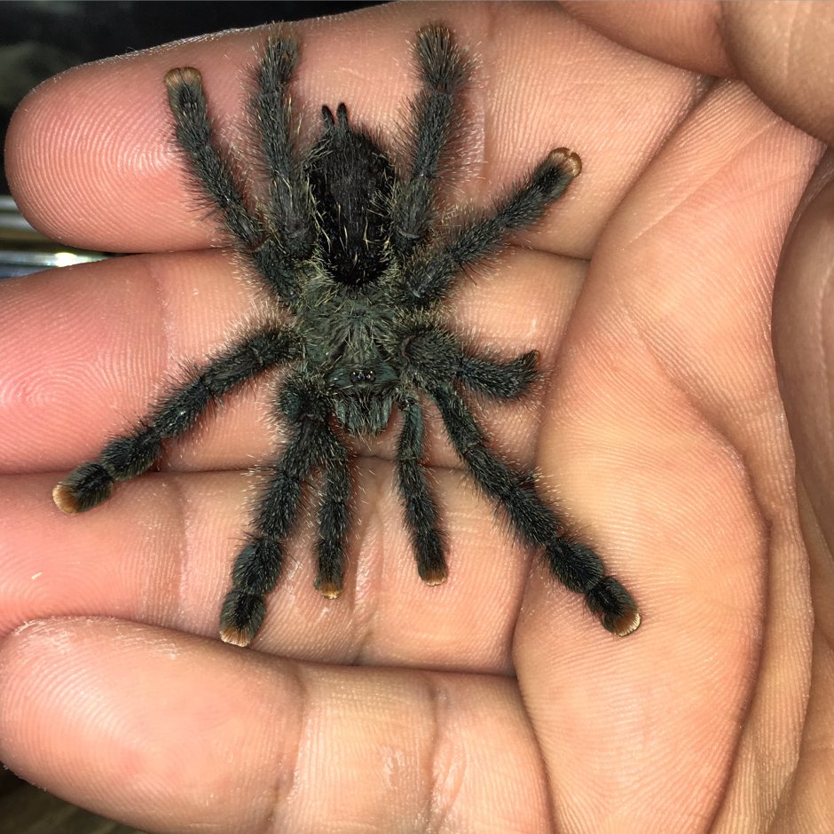 Avicularia juruensis