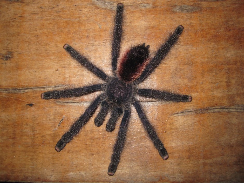 Avicularia MINATRIX нимфы